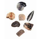 Expedition Natur Das große Fossilien-Ausgrabungs-Set