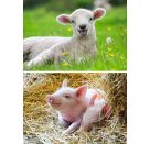 Ravensburger 5718 Puzzle Unsere Bauernhoftiere 2 X 12 Teile