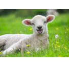 Ravensburger 5718 Puzzle Unsere Bauernhoftiere 2 X 12 Teile