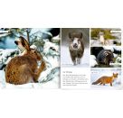 Meine liebsten Tiere im Wald