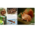 Meine liebsten Tiere im Wald