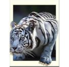 weißer Tiger (Design 25x35)  30x40 cm