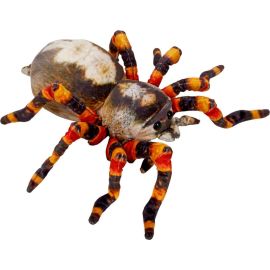 Spinne - Nature Zoom Wild
