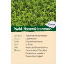 Naturforscher-Kids – Wald