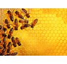 Ravensburger 12000614 Puzzle Bienen 1000 Teile