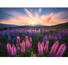 Ravensburger 12000688 Puzzle Lupinen 500 Teile