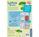 Lotusblume
