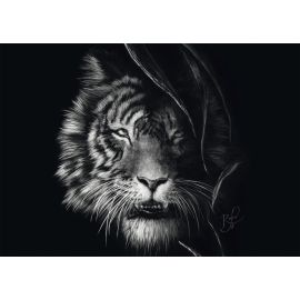 PU1000T.A.Rader Wilderness, Tiger, Im Zeichen der Freiheit