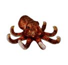 Oktopus - Nature Zoom Wild