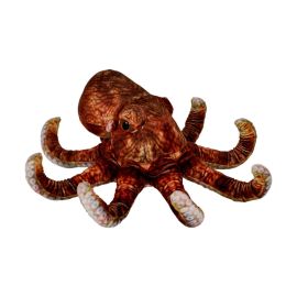 Oktopus - Nature Zoom Wild