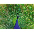 Ravensburger Puzzle 12001332, Colorful Animals - Pfau - 500 Teile Puzzle für Erwachsene und Kinder ab 12 Jahren