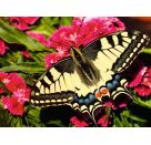 Ravensburger Puzzle 12001335, Colorful Animals - Schmetterling - 500 Teile Puzzle für Erwachsene und Kinder ab 12 Jahr
