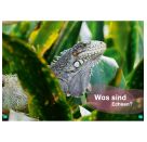 WIW Erstes Lesen. Echsen