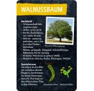 50 Bäume kennen & erleben - N