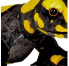 Feuersalamander - Nature Zoom