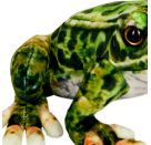 Frosch - Nature Zoom Wild