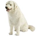Pyrenischer Hund Sitzend 90cm