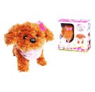 Chi Chi Love Tea Cup Poodle Puppy