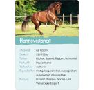 Naturforscher-Kids – Pferde   Ponys