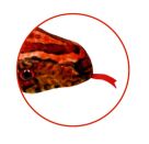 Kornnatter - Natur Zoom Wild