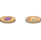 Asmodee Dobble Anarchy Pancakes