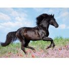 Ravensburger 12803 Puzzle Schwarzer Hengst 200 Teile XXL