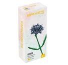 BRIXIES Plus Strandflieder blau