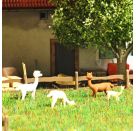 BUSCH H0 A-Set: Alpakas m. Jungtier