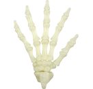 Fluoreszierende Skelett-Hand