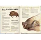 Lebensgroß - Tiere des Waldes