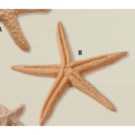 Seestern 6,5cm, m.Klebepunkt