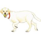 Das verrückte Hunde-Klappbuch