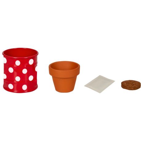 Kleines Pflanzset Weiße Margerite - Fröhliche Tupfen