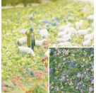 Blüten Krokusblüte