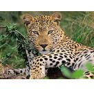 Ravensburger 13345 Puzzle Vio die Leopardin 100 Teile XXL