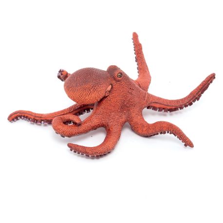 Kleiner Oktopus
