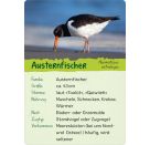 Naturforscher-Kids – Vögel