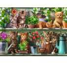 Katzen im Regal
