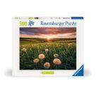 Pusteblumen im Sonnenuntergang