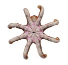 Oktopus - Nature Zoom Wild