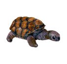Schildkröte - Nature Zoom Wild