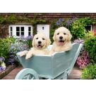 Ravensburger Puzzle 12001368 - Golden Retriever - Puzzle für ältere Menschen und Senioren, mit 200 extra griffigen Puz