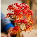 LEGO® Botanicals 10348 Japanischer Roter Ahorn – Bonsai-Baum