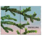 Das große Buch vom Tannenbaum