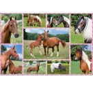 Schmidt Spiele Puzzle Pferdeträume, 150 Teile