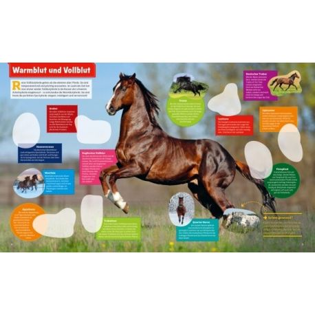 WAS IST WAS Stickerheft Pferde