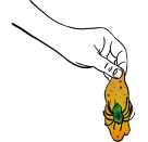 Glibberiges Spinnen-Ei