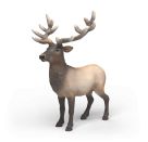 Amerikanischer Rothirsch