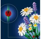LEGO® Botanicals 11508 Gänseblümchen