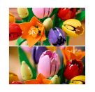 LEGO® Botanicals 11501 Tulpenstrauß